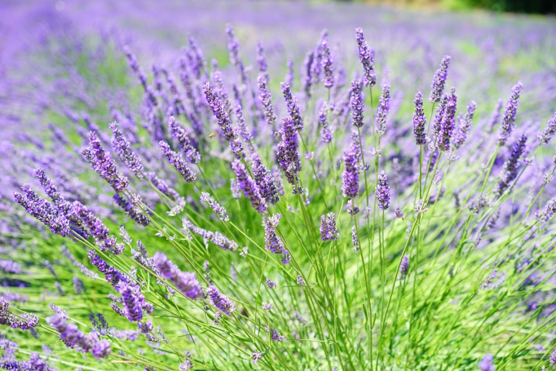 Lavendel & Schlaf