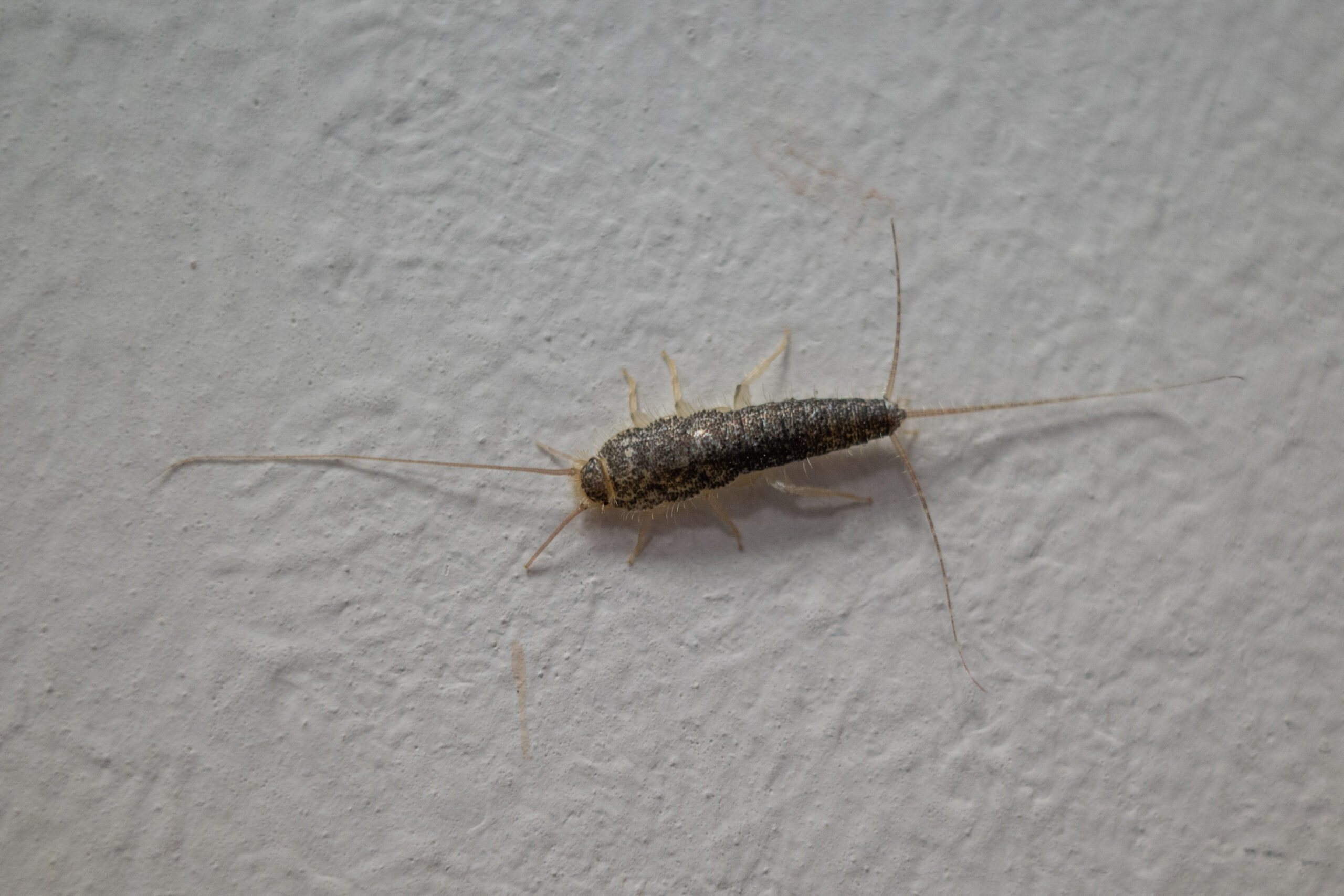 Silberfische im Schlafzimmer:  Fehler